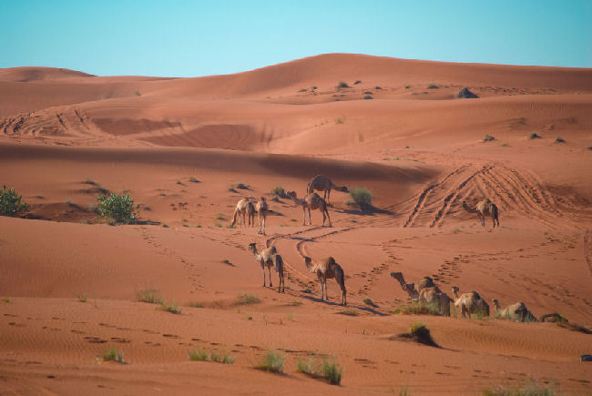 eastern UAE desert